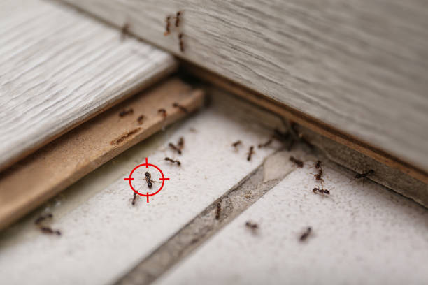 Best Insect Control  in Strasburg, CO
