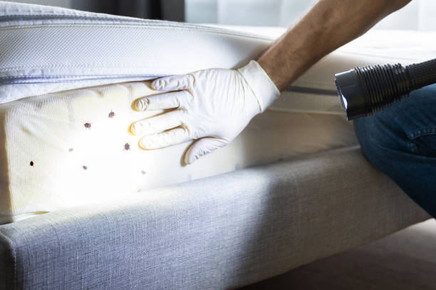 Pest Control for Restaurants in Strasburg, CO